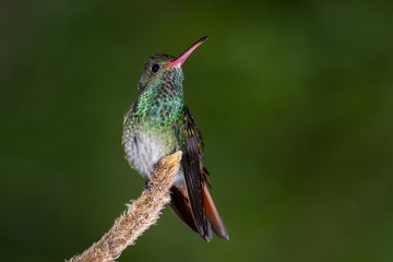 rufous-tailed hummingbird - Amazilia tzacatl