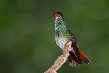 rufous-tailed hummingbird - Amazilia tzacatl