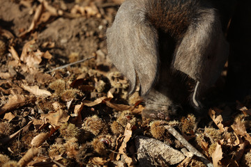 Frei lebendes Schwein auf Korsika bei der Futtersuche