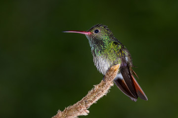 Plakat rufous-tailed hummingbird - Amazilia tzacatl