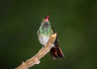rufous-tailed hummingbird - Amazilia tzacatl