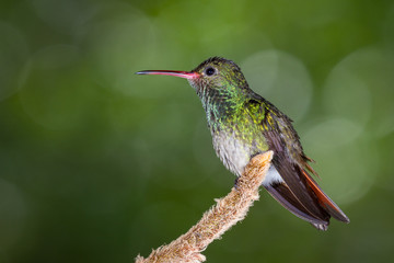 rufous-tailed hummingbird - Amazilia tzacatl