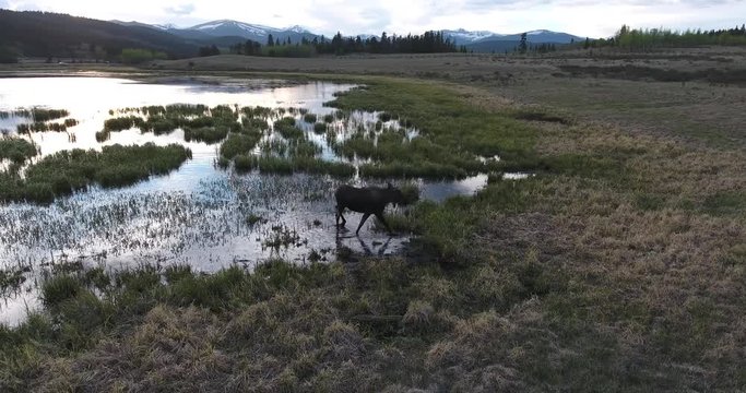 MOOSE walking out of lake Moose 4K Drone Aerial View, Bull Moose Filmed in the Rocky mountains on the USA, Canada border in a beautiful lake, stream eating grass.