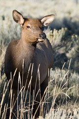 Elk female
