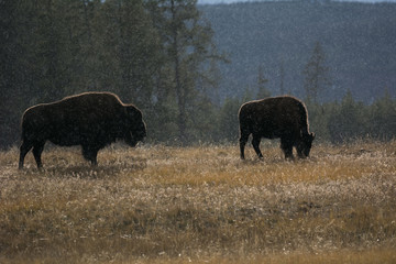 Two bison in the backlight when the first snow comes