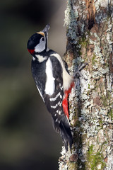 great spotted woodpecker