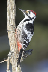 White-backed Woodpecker