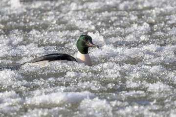 Goosander