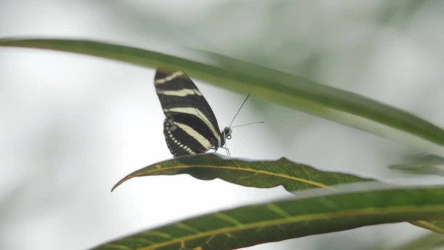 Close-up shot of black and white striped Heliconius charithonia zebra butterfly on a leaf