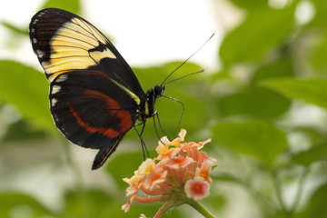 Schmetterling