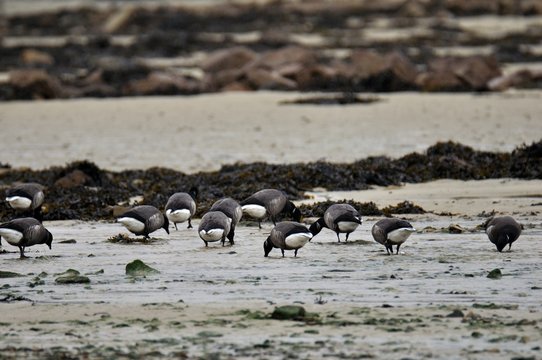 Groupe d'oies Bernaches cravant sur la côte bretonne