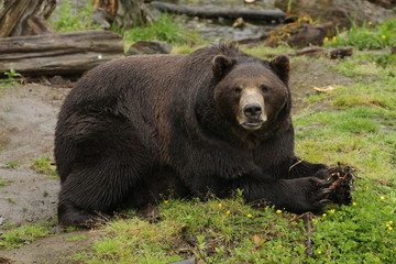 Obraz na płótnie Canvas Rescued Brown Bear