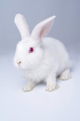 White rabbit on a light gray background.