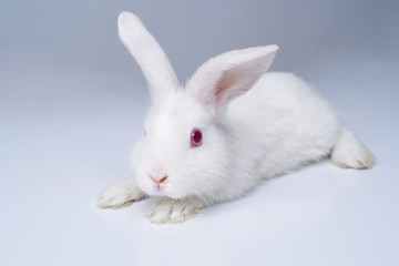 White rabbit on a light gray background.