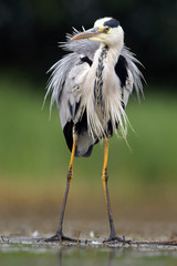 The grey heron (Ardea cinerea) standing and fishing in the water.