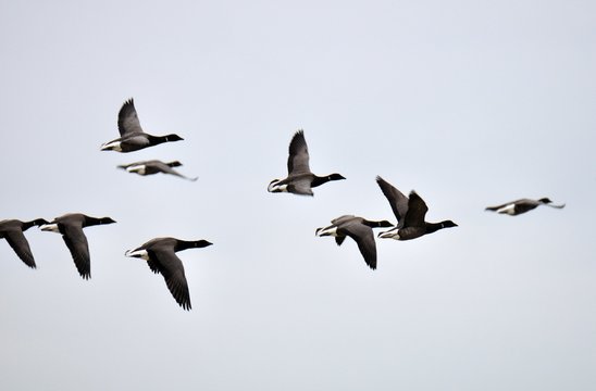 Groupe d'oies Bernaches cravant en vol