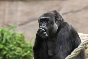 Gorilla