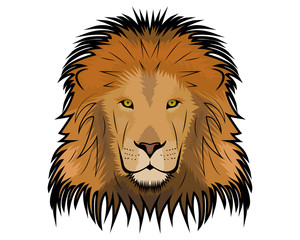 Lion vector illustration