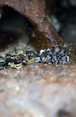 nature detail - many black edible mussels on a brown rock in a water pond - atlantic coastline