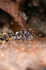 nature detail - many black edible mussels on a brown rock in a water pond - atlantic coastline