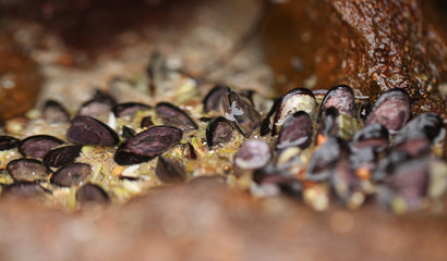 nature detail - many black edible mussels on a brown rock in a water pond - atlantic coastline