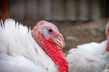 turkey in the farm
