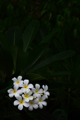 Fototapeta premium White frangipani flowers on a dark green background. Copy space