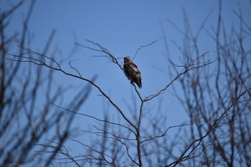 Hawk in winter