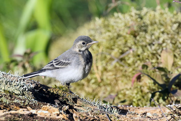 Obraz premium White wagtail