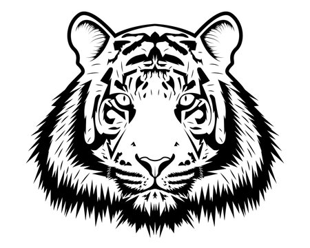 Tiger vector illustration 