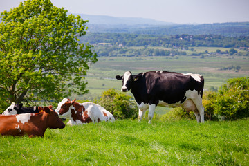 Fototapeta na wymiar English rural landscape in with grazing Holstein Friesian cattle