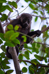 Howler monkey in Nicaragua