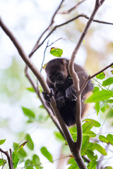 Howler monkey in Nicaragua