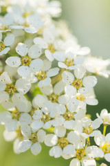 Bright botanical closeup of a branch with tiny white apple flowers. Beautiful flowering apple trees. Background with blooming flowers in spring day.Selective focus.