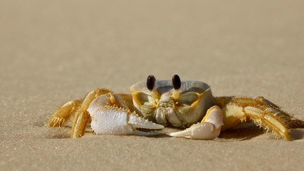Closeup of crab at the beach