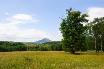 Beautiful green landscape with meadow, trees and sky