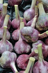 Fresh garlic at market