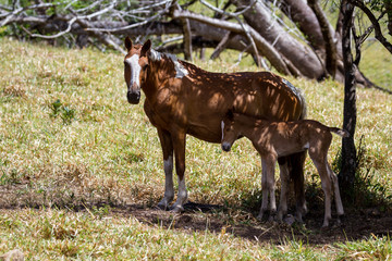 Moma horse and her foul