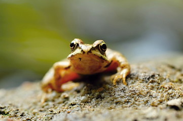 Small brown frog
