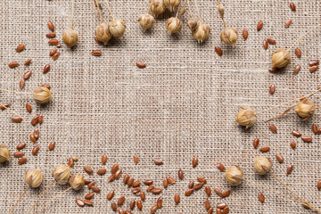 flax dry plant and scattered seeds on burlap cloth