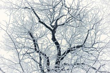  Gracefull branches in frost on the background of winter sky.