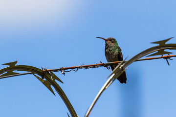 Rufous-tailed hummingbird - Amazilia tzacatl