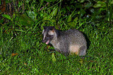 Masked palm civet or Paguma larvata, A nocturnal creature,  patrol at night for food in Kaeng Krachan National Park, Thailand.