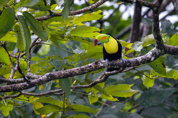 keel billed toucan