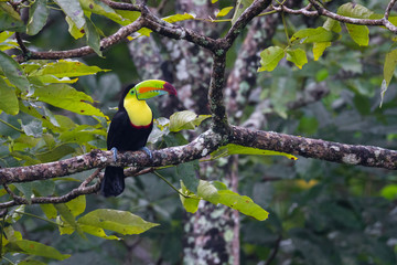 keel billed toucan