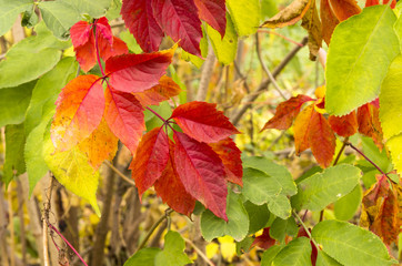 Autumnal branches of wild grapes