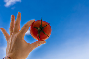 woman's hand with tomato