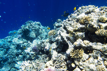 Plakat Coral fish near the ridge crest