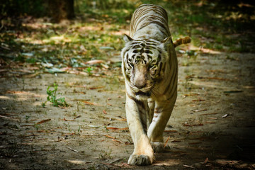 Fototapeta premium The White Bengal Tiger