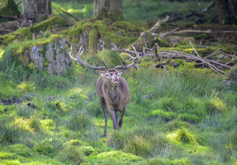 HIRSCHBRUNFT - Rotwild